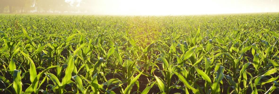 Environmental Studies